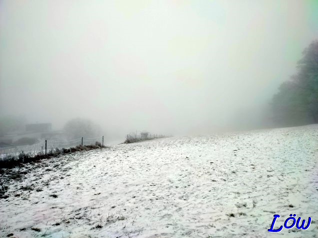 21.1.2025 - Nebel und Reif